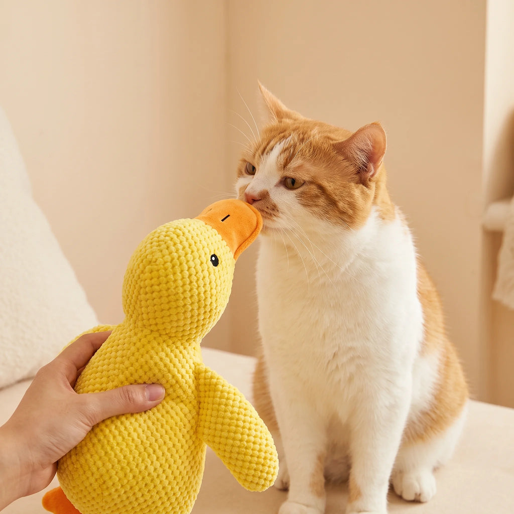 Cat bunny-kicking the plush catnip duck toy