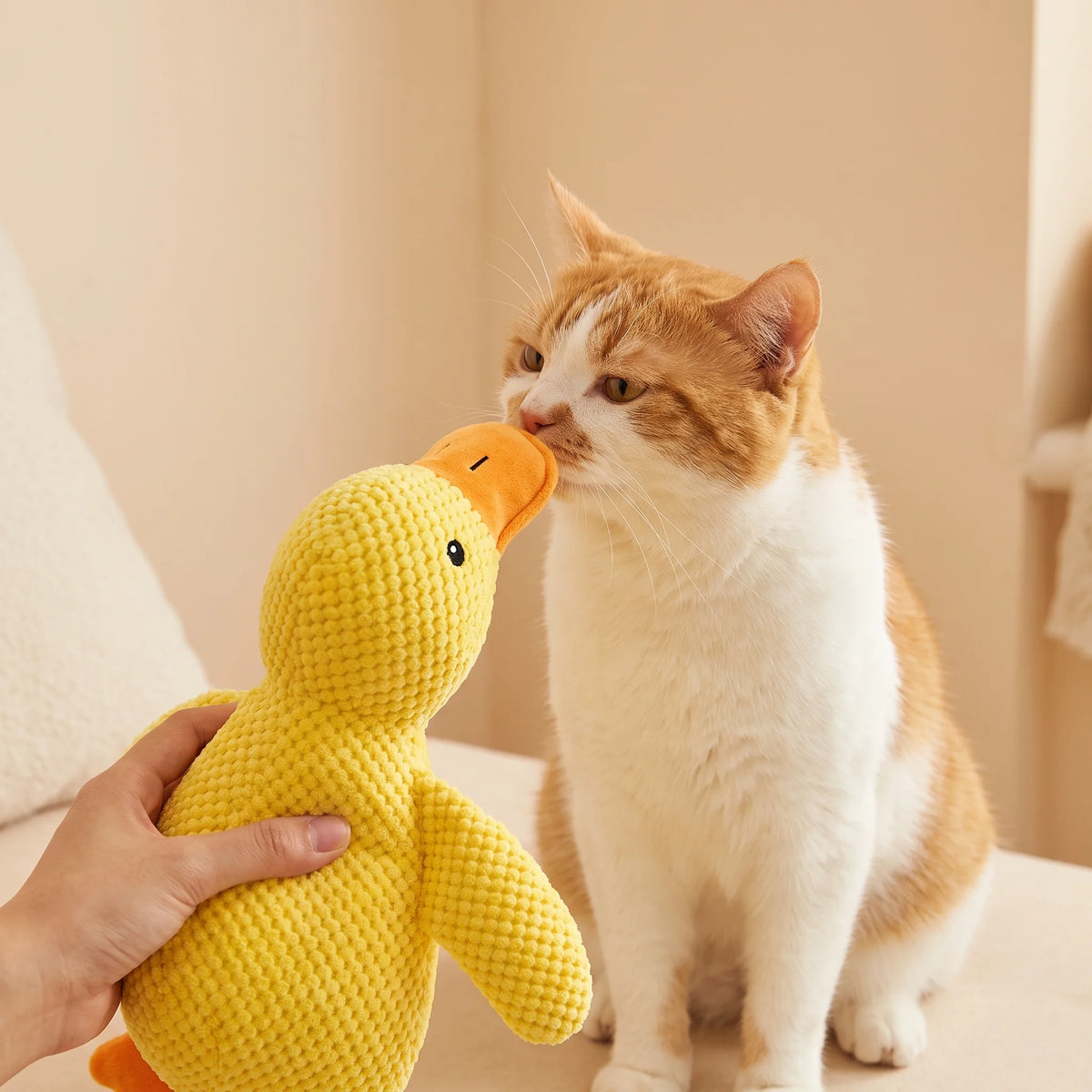 Cat bunny-kicking the plush catnip duck toy